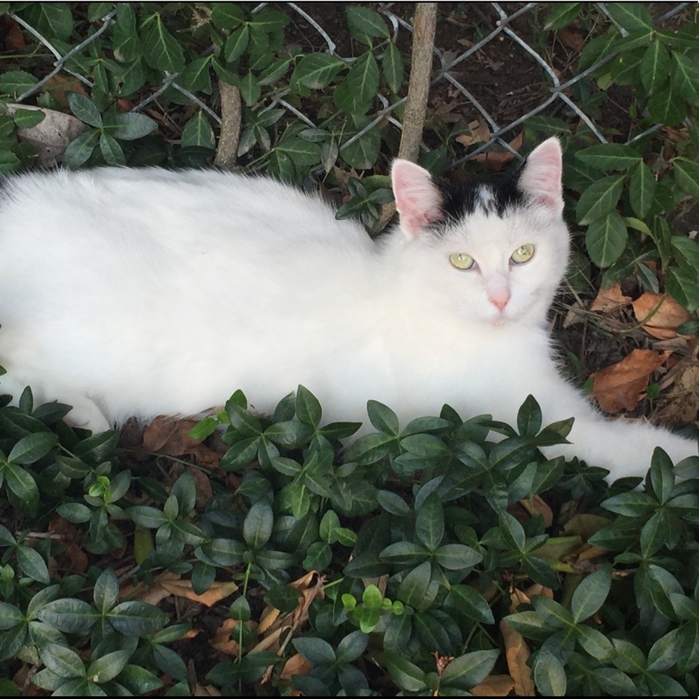 Meet your Posher, Taca